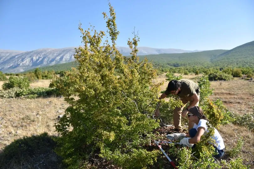 Uskoro počinje edukativno-volonterski kamp na Dinari: 20 studenata radit će na obnovi dinarskih travnjaka